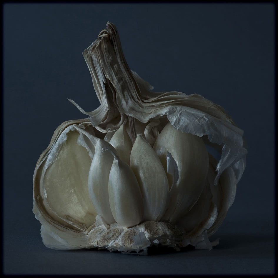 Arturo Zavala Haag (1972-) Garlic 31.4 x 31.4 inches C-Type print Edition of 10 images 2008
