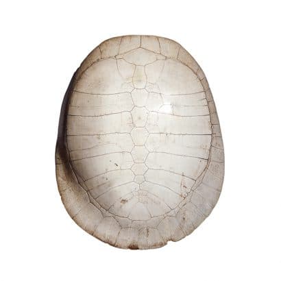 Rare small specimen of Tartaruga Turtle (Podocnemis expansa) blond carapace, 19th Century